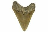 Fossil Megalodon Tooth - North Carolina #328242-1